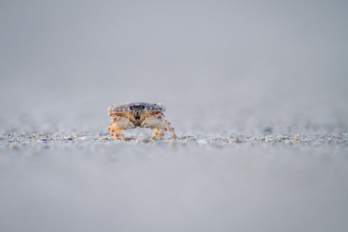 Crab on the beach